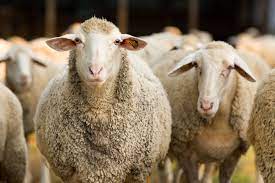 Two-heads-of-sheep-for-insulting-village-head 